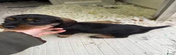 Dachshund dogs for sale: Wired Hair Dachshund Teckle Puppies - Advert 12