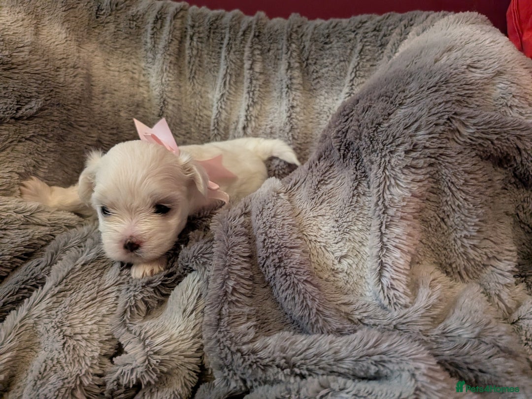 Maltese dogs for sale: Beautiful Small Size Maltese ONLY TWO PUPPIES LEFT - Image 17