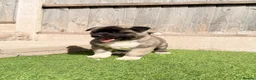 Akita dogs for sale: American Akita puppy’s for sale - Advert 11