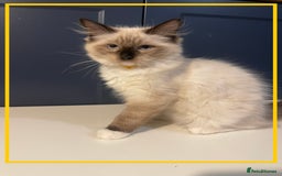 Ragdoll cats for sale: Ragdoll kittens ready now  !💞  - Image 13