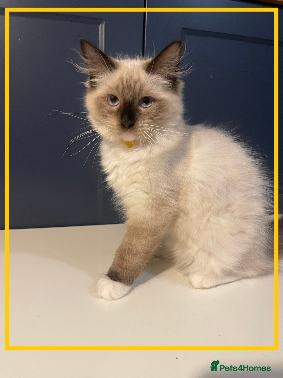 Ragdoll cats for sale: Ragdoll kittens ready now  !💞  - Image 13