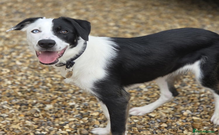 Border Collie dogs - Advert 2