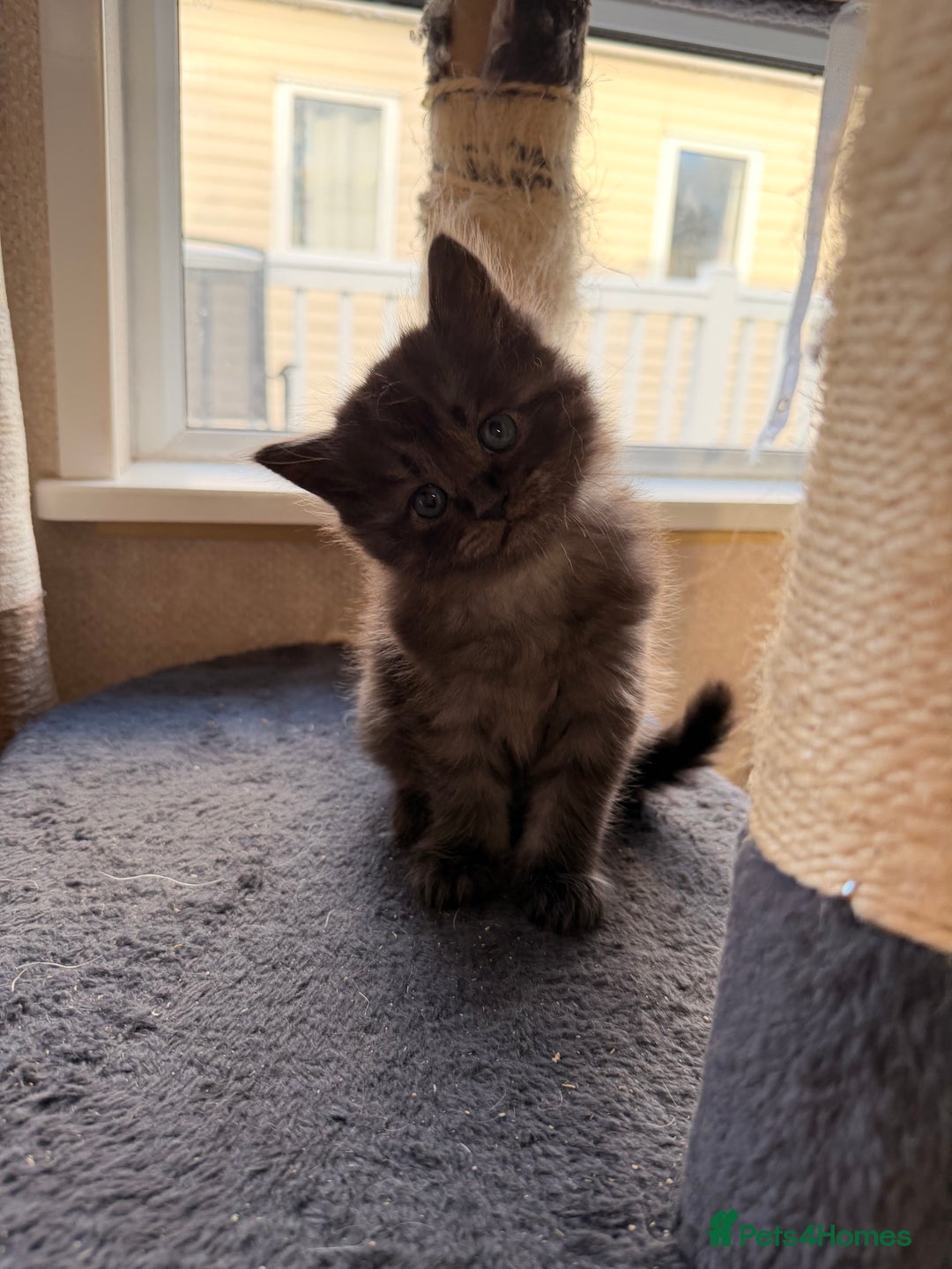 Maine Coon cats for sale: Mainecoon cross ragdoll  - Advert 6