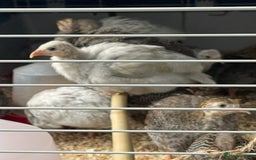 Guinea Fowl poultry for sale: Guinea Fowl Keets Ceredigion  - Image 2