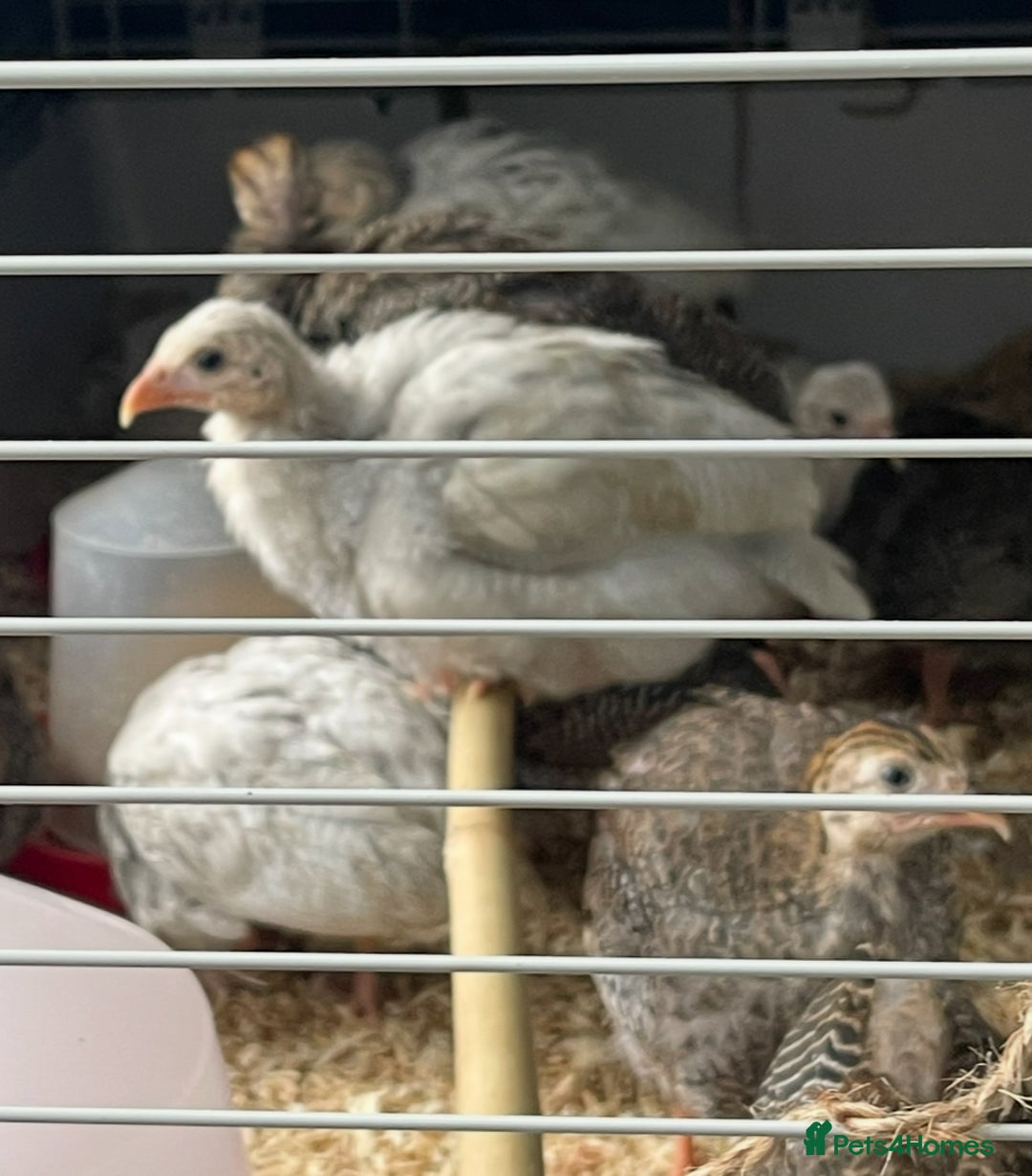 Guinea Fowl poultry for sale: Guinea Fowl Keets Ceredigion  - Image 2