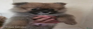 Pomeranian 2