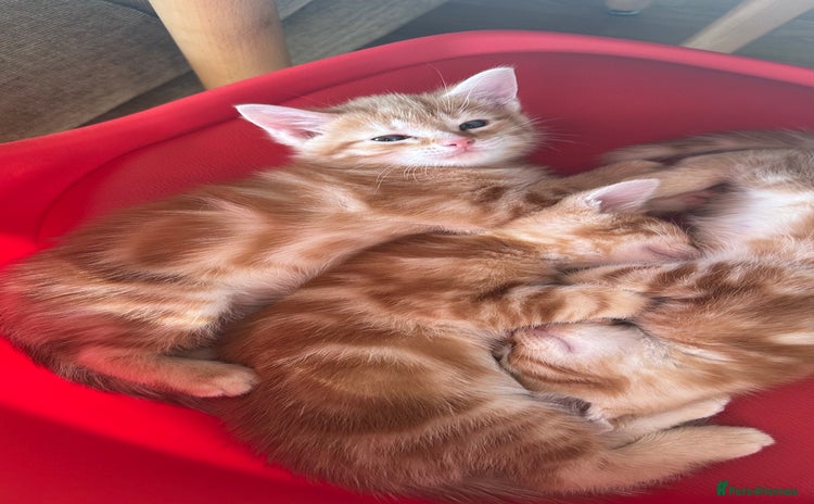 Domestic Shorthair cats - Advert 15