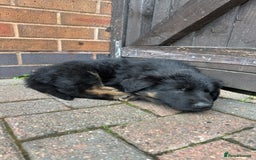 German Shepherd dogs for sale: READY TO GO Long Haired German Shepherd Puppies - Image 9