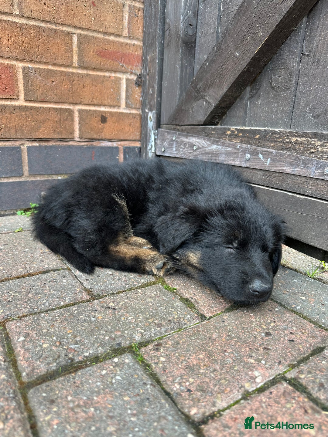 German Shepherd dogs for sale: READY TO GO Long Haired German Shepherd Puppies - Image 9