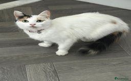 Turkish Van cats for sale: Female Turkish van  - Image 2