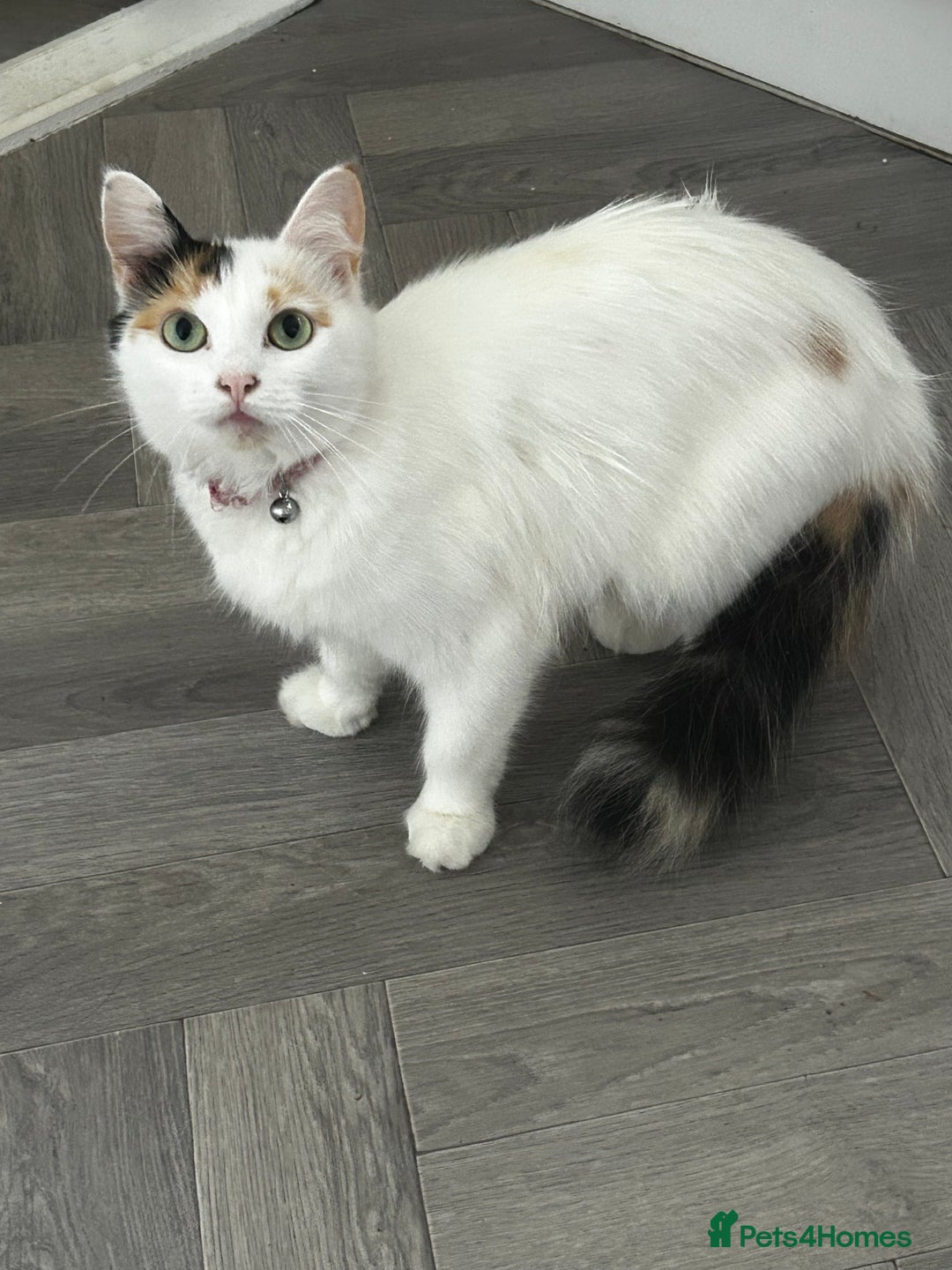 Turkish Van cats for sale: Female Turkish van  - Image 2