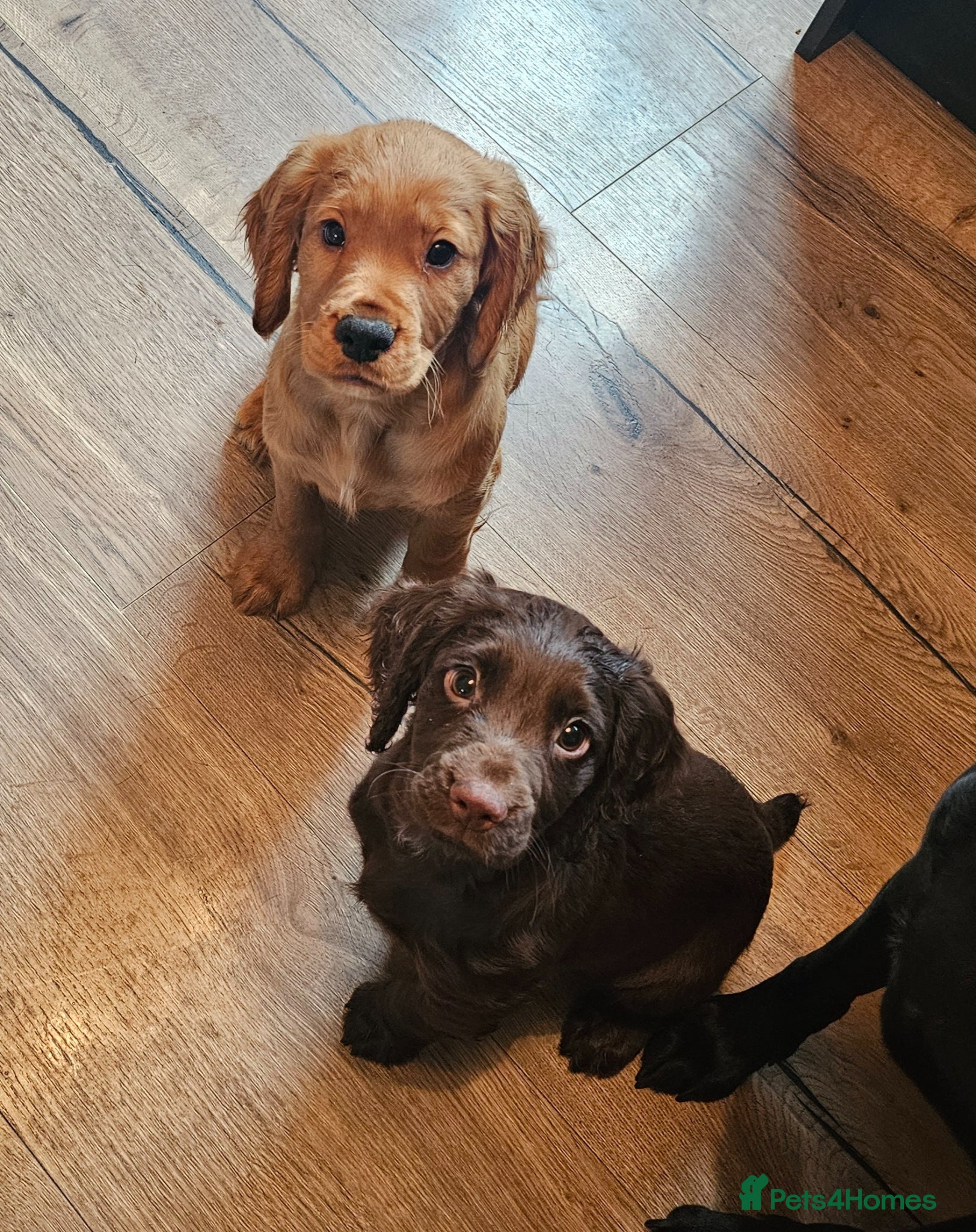 Cocker Spaniel dogs KC Reg working cocker spaniel puppies ready now! - Advert 18