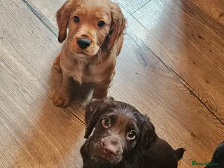 Cocker Spaniel dogs KC Reg working cocker spaniel puppies ready now! - Advert 18