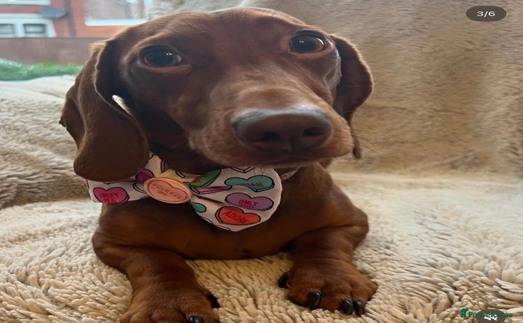 Miniature Dachshund dogs - Advert 5