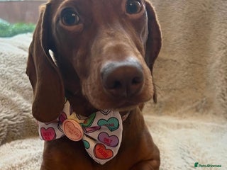 Miniature Dachshund dogs - Advert 22