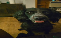 Cocker Spaniel dogs for sale: Gorgeous Spaniel looking for a new home ASAP - Advert 5