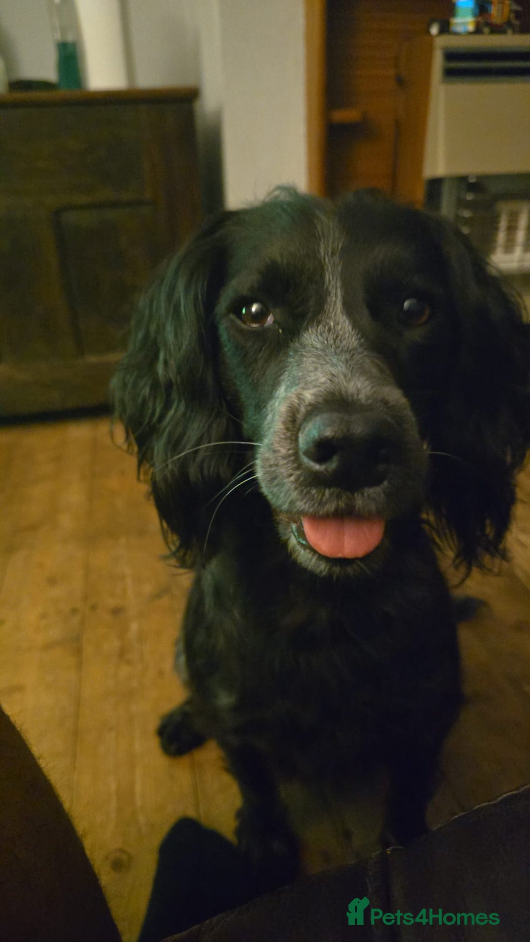 Cocker Spaniel dogs for sale: Gorgeous Spaniel looking for a new home ASAP - Advert 5