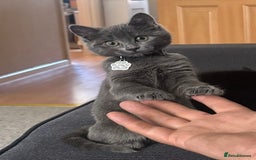 Mixed Breed cats for sale: Female Grey Kitten  - Image 2