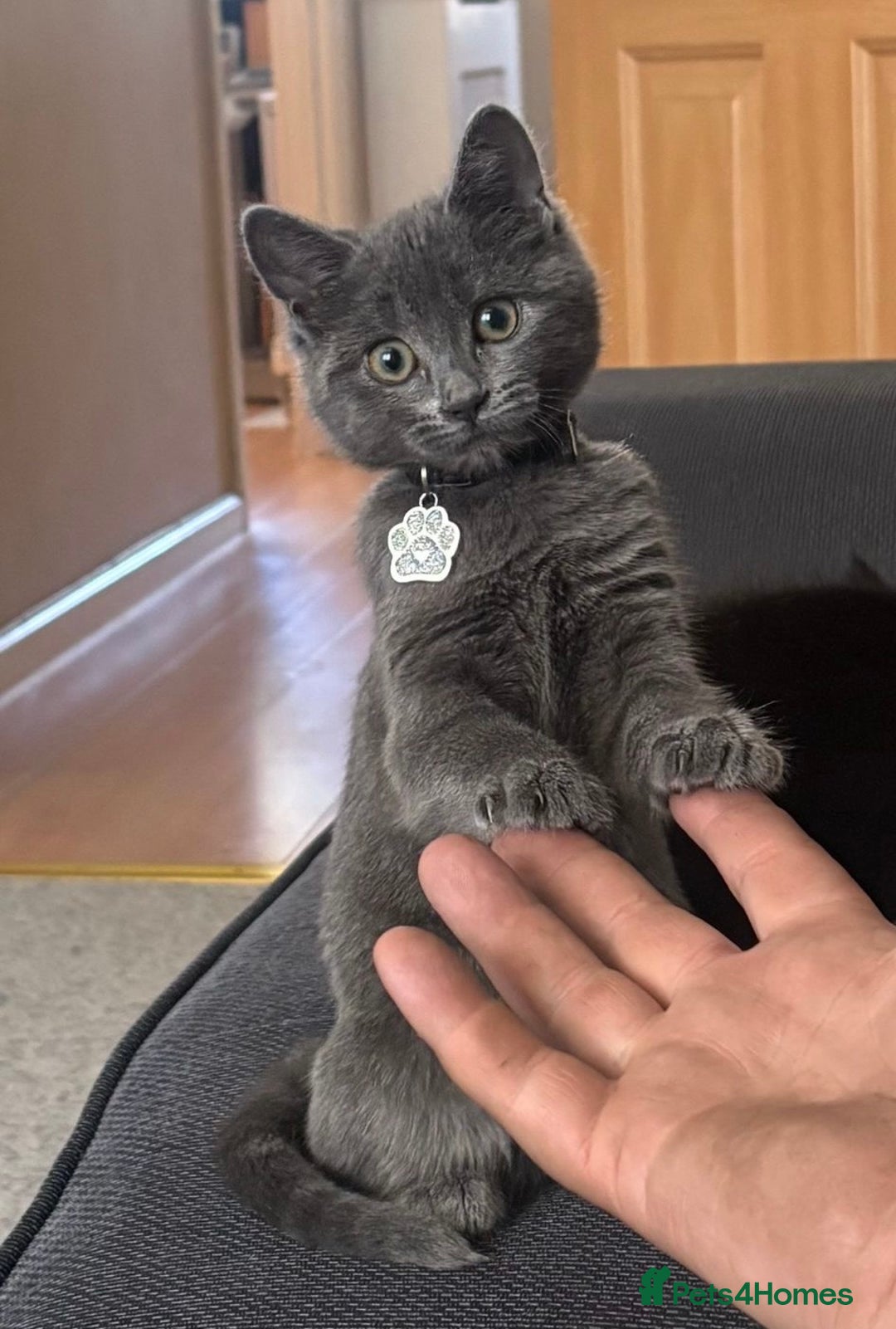 Mixed Breed cats for sale: Female Grey Kitten  - Image 2
