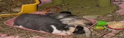 English Lop rabbits for sale: Bluey and bingo sisters - Advert 9