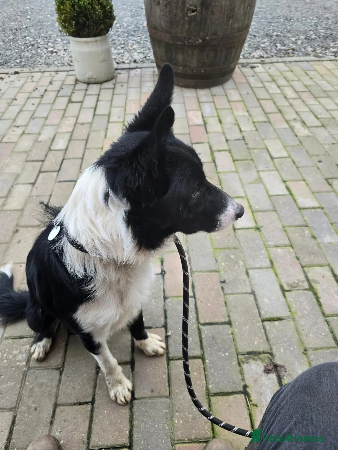 Mixed Breed dogs for adoption: RONNIE - Advert 3