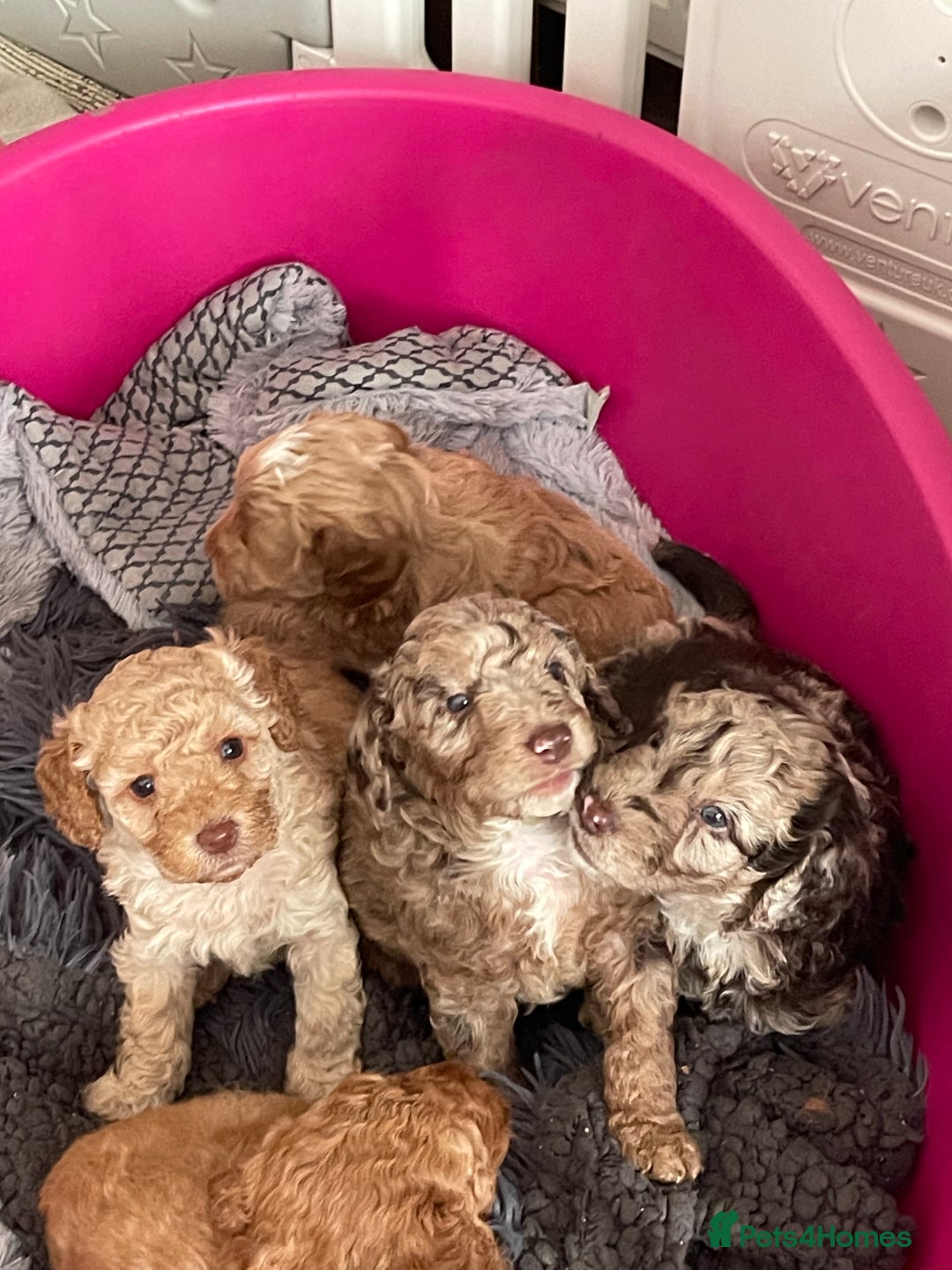Cockapoo dogs for sale: f1b toy  stunning cockerpoos  - Image 26