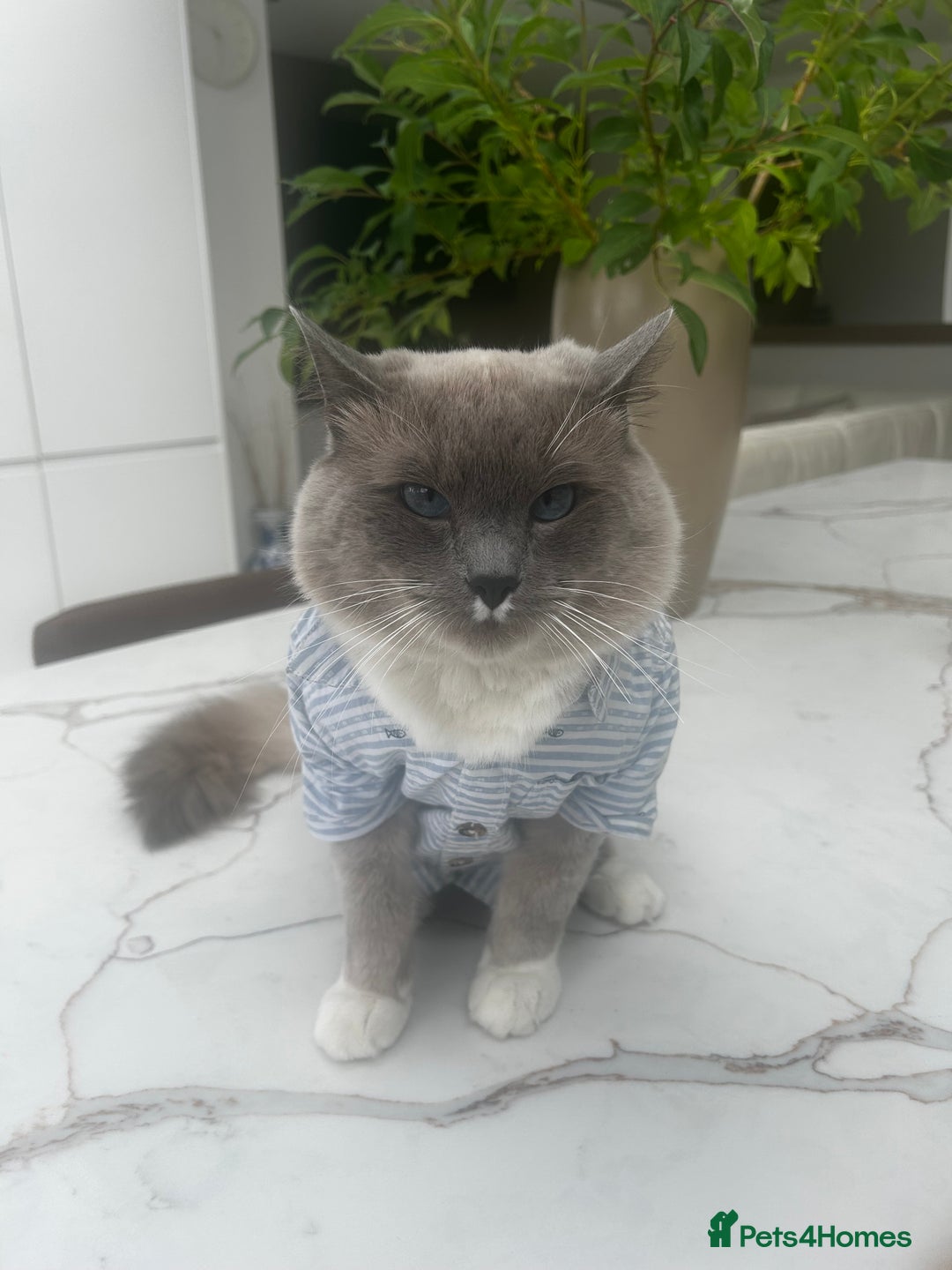 Ragdoll cats for sale: Ragdolls - Image 8