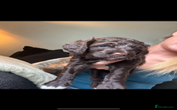 Cavapoo dogs for sale: ✨🌈 Rare Chocolate & Multicoloured Curly Cavapoos - Image 9