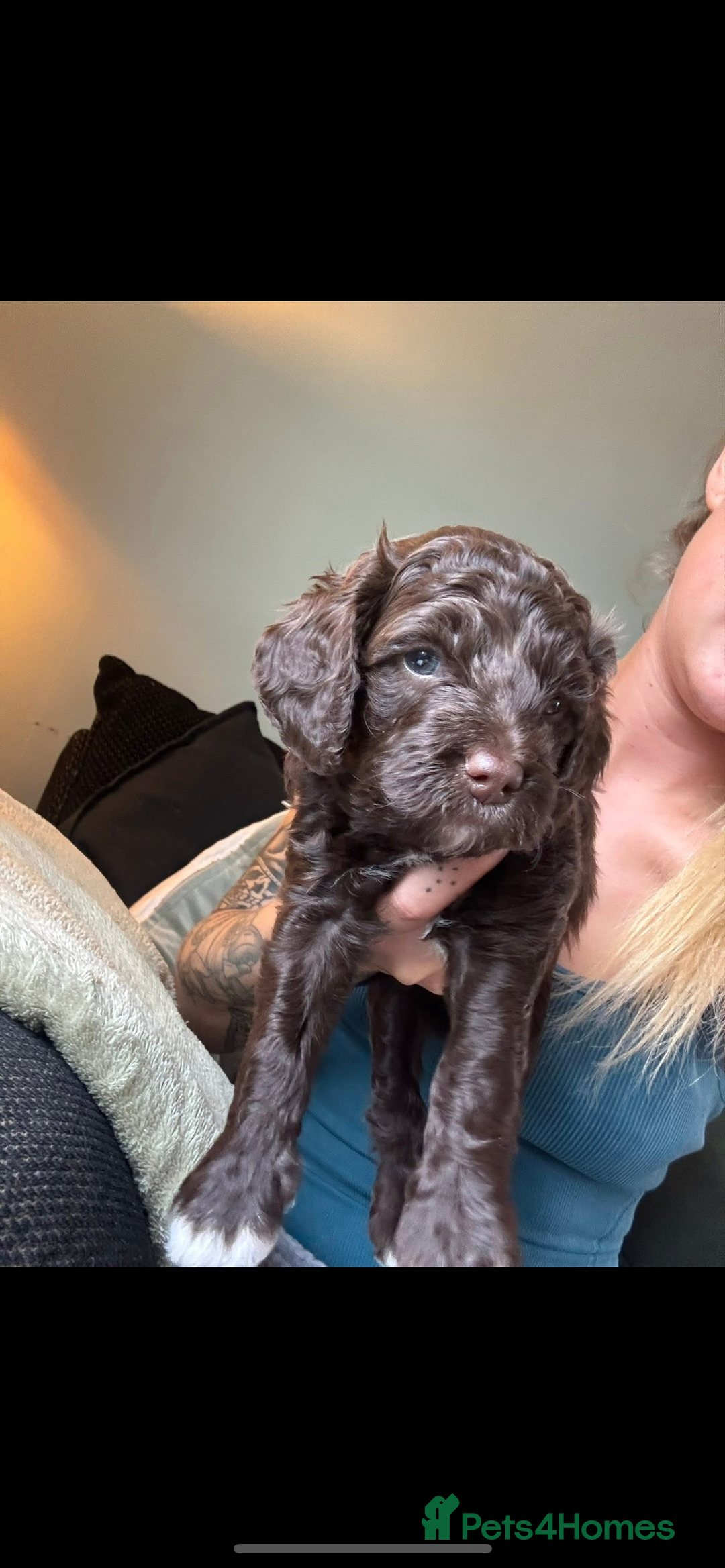 Cavapoo dogs for sale: ✨🌈 Rare Chocolate & Multicoloured Curly Cavapoos - Image 9