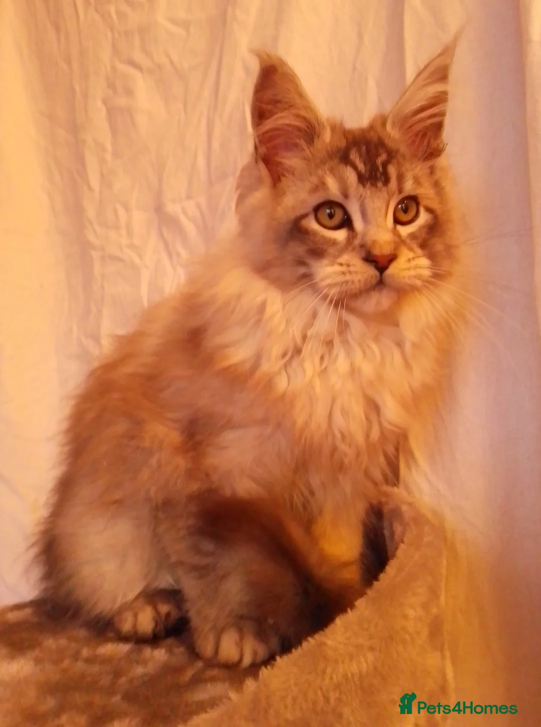 Maine Coon cats for sale: POLYDACTYL large TICA boy - collect S.WALES/SURREY - Advert 5