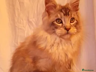 Maine Coon cats POLYDACTYL large TICA boy - collect S.WALES/SURREY - Advert 10