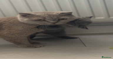 Scottish Fold cats - Advert 2