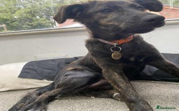 Mixed Breed dogs for adoption: Holly needs a perfect home for Christmas - Image 7