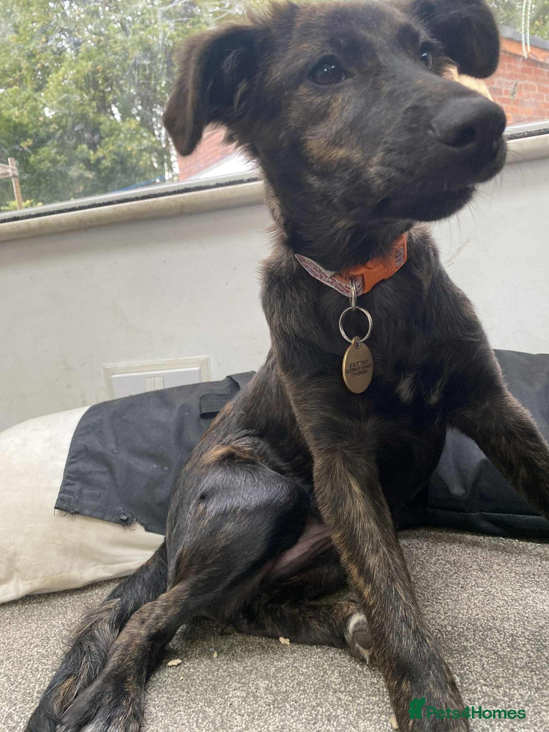 Mixed Breed dogs for adoption: Holly needs a perfect home for Christmas - Image 7