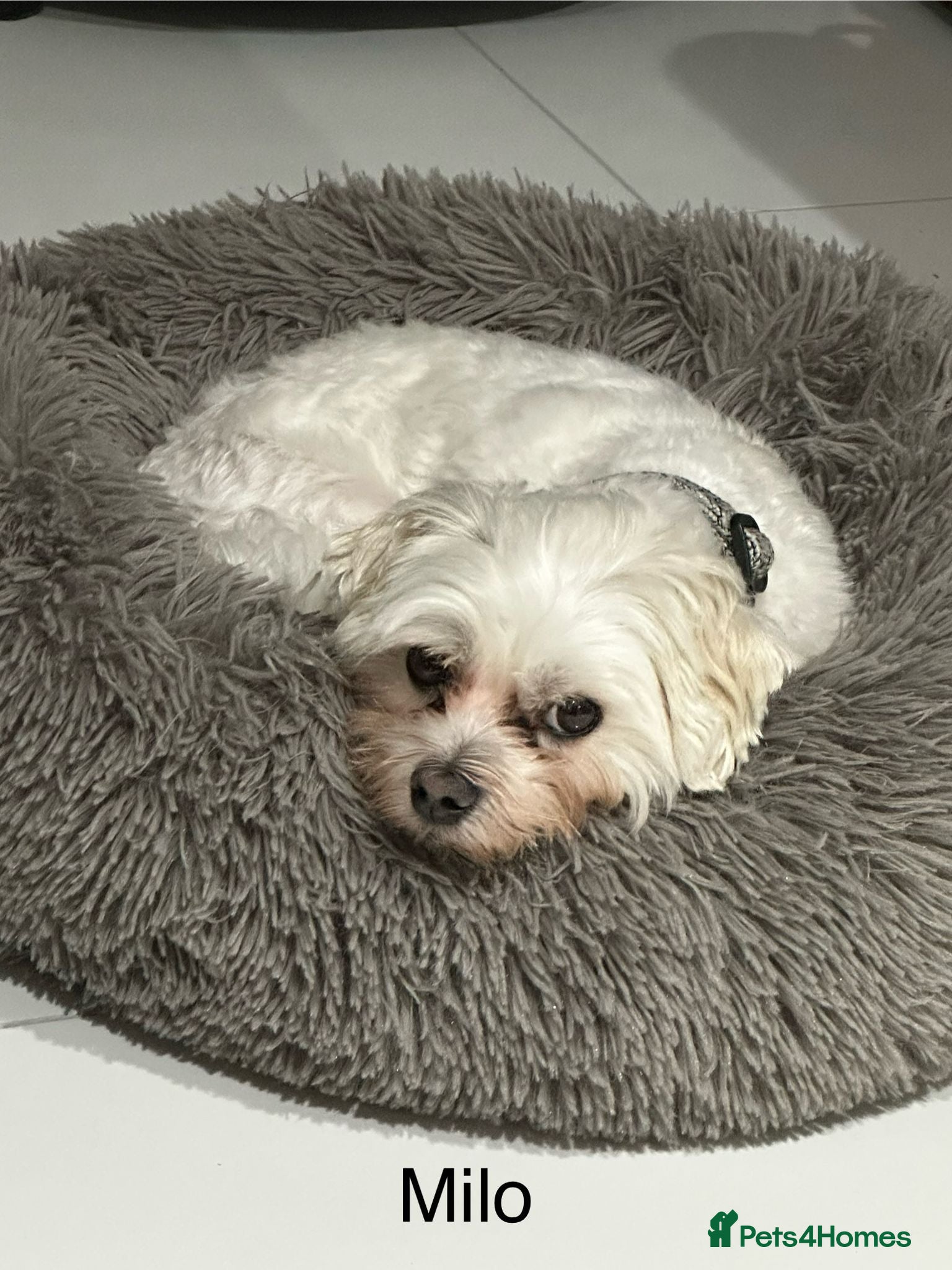 Maltese dogs Meet Milo – a Lovely little Boy for a  Loving Home - Advert 3