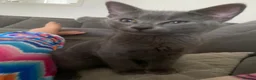 British Shorthair cats for sale: 2 Stunning British Shorthair Blue Kittens - Advert 6