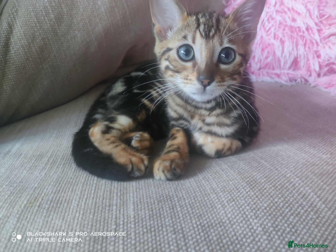 Bengal cats for sale: Adorable Brown Marble Bengal Kittens  - Image 5