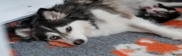 Pomsky dogs for sale: F4 Pomsky females from health tested parents - Advert 6