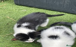 Mixed Breed cats for sale: Lovely kittens  - Image 4