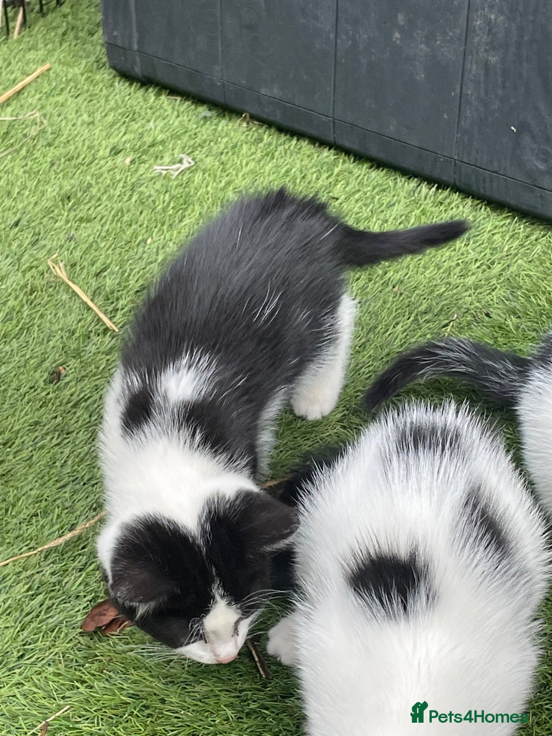 Mixed Breed cats for sale: Lovely kittens  - Image 4