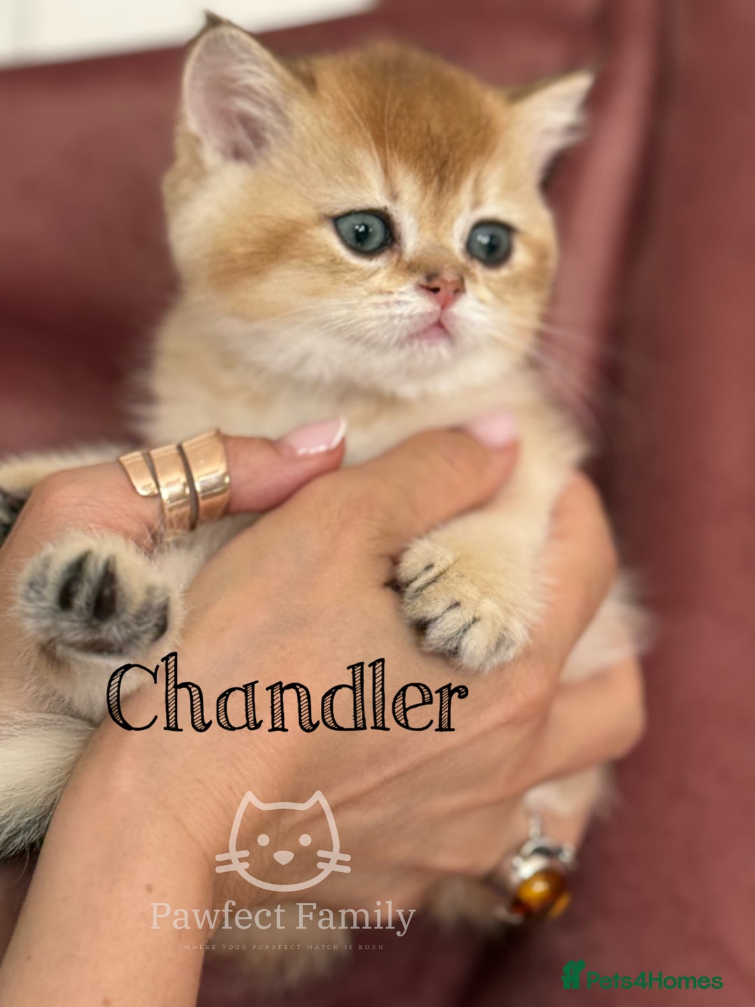 British Shorthair cats for sale: LAST ONE - Show Quality Kittens - Image 8