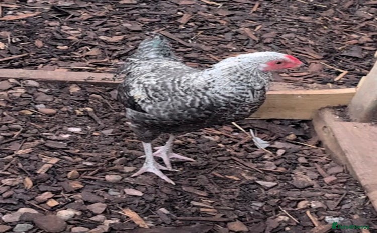 Chickens poultry - Advert 2