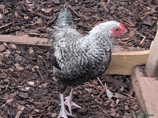 Chickens poultry - Advert 25