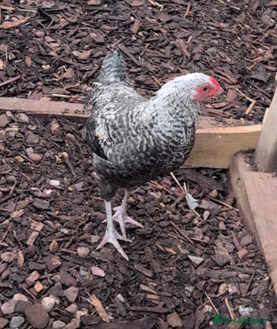 Chickens poultry - Advert 8