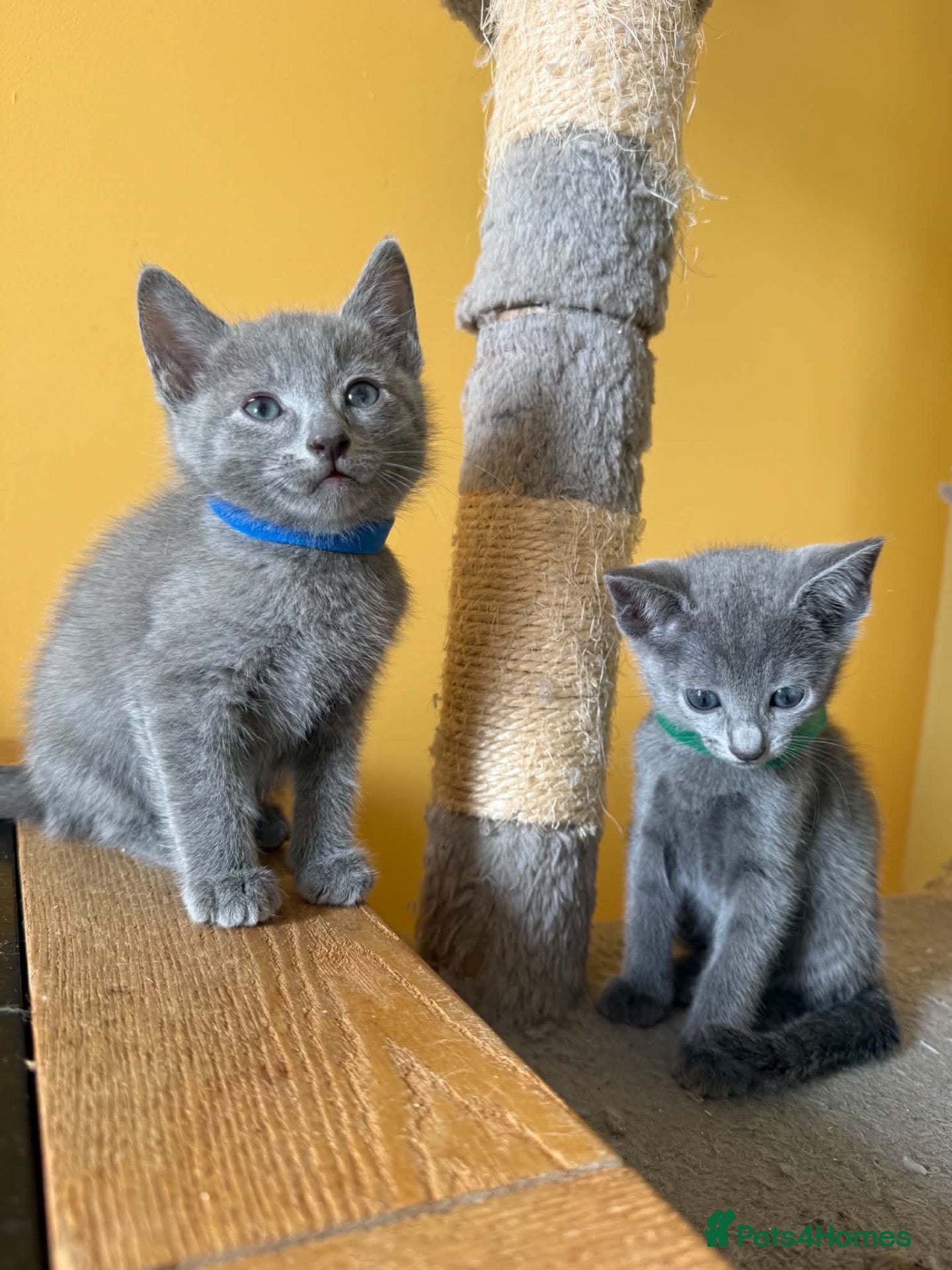 Russian Blue cats TICA REGISTERED Pure Breed Russian Blue Kittens - Advert 2
