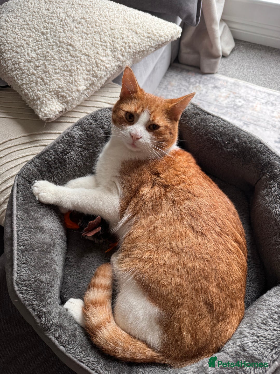 Mixed Breed cats for sale: Rehoming Toby  - Advert 4