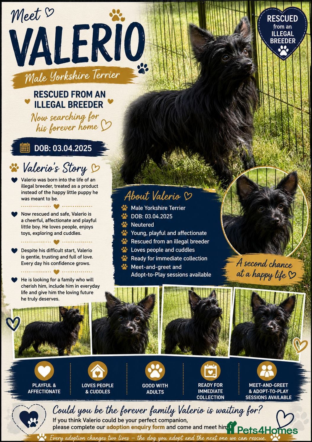 Yorkshire Terrier dogs 🐾 VALERIO – Male Yorkshire Terrier 🐾 - Advert 2
