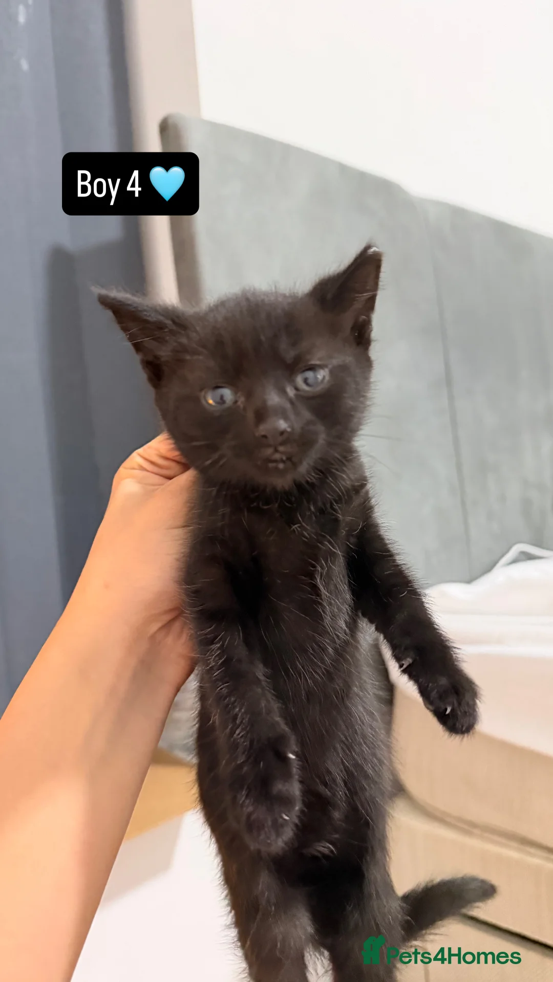 Mixed Breed cats for sale: Baby kittens  - Advert 4