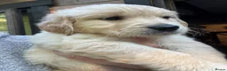 Golden Retriever dogs for sale: Golden Retriever female puppy for sale - Advert 5