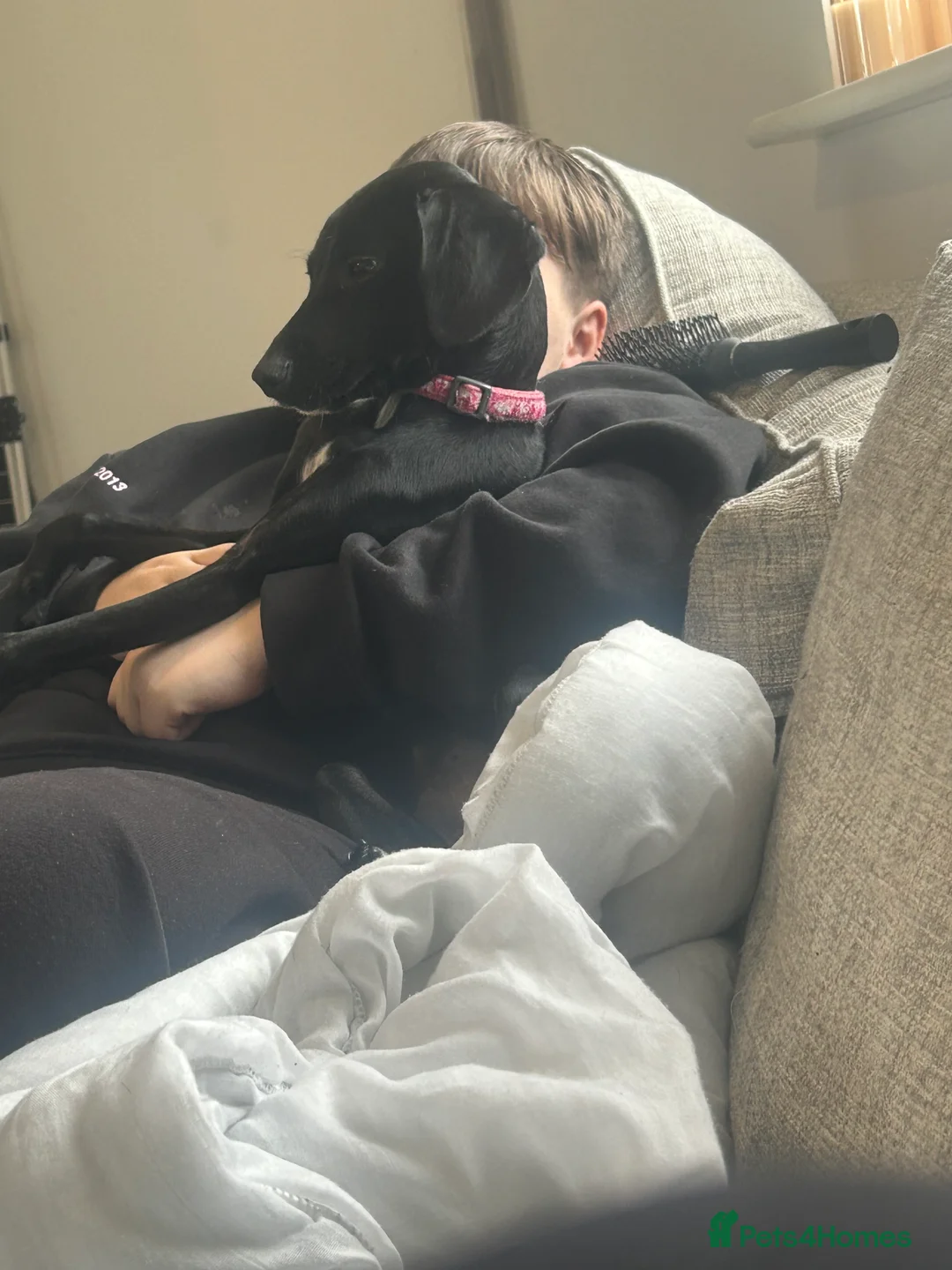 Springador dogs for sale: Bella the Springador  in Chester - Advert 2